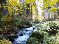 Impressionen im Wald